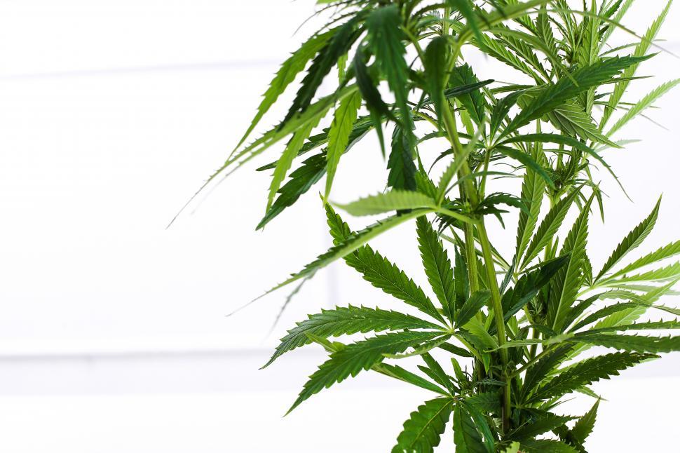 Free Image of Healthy Green Cannabis Plant 