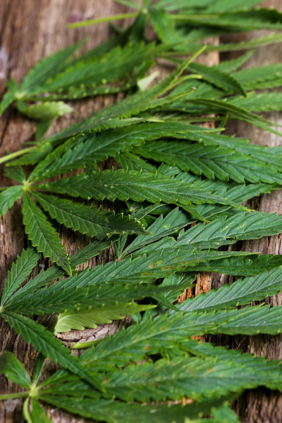 Free Image of Cannabis leaves picked and stacked 