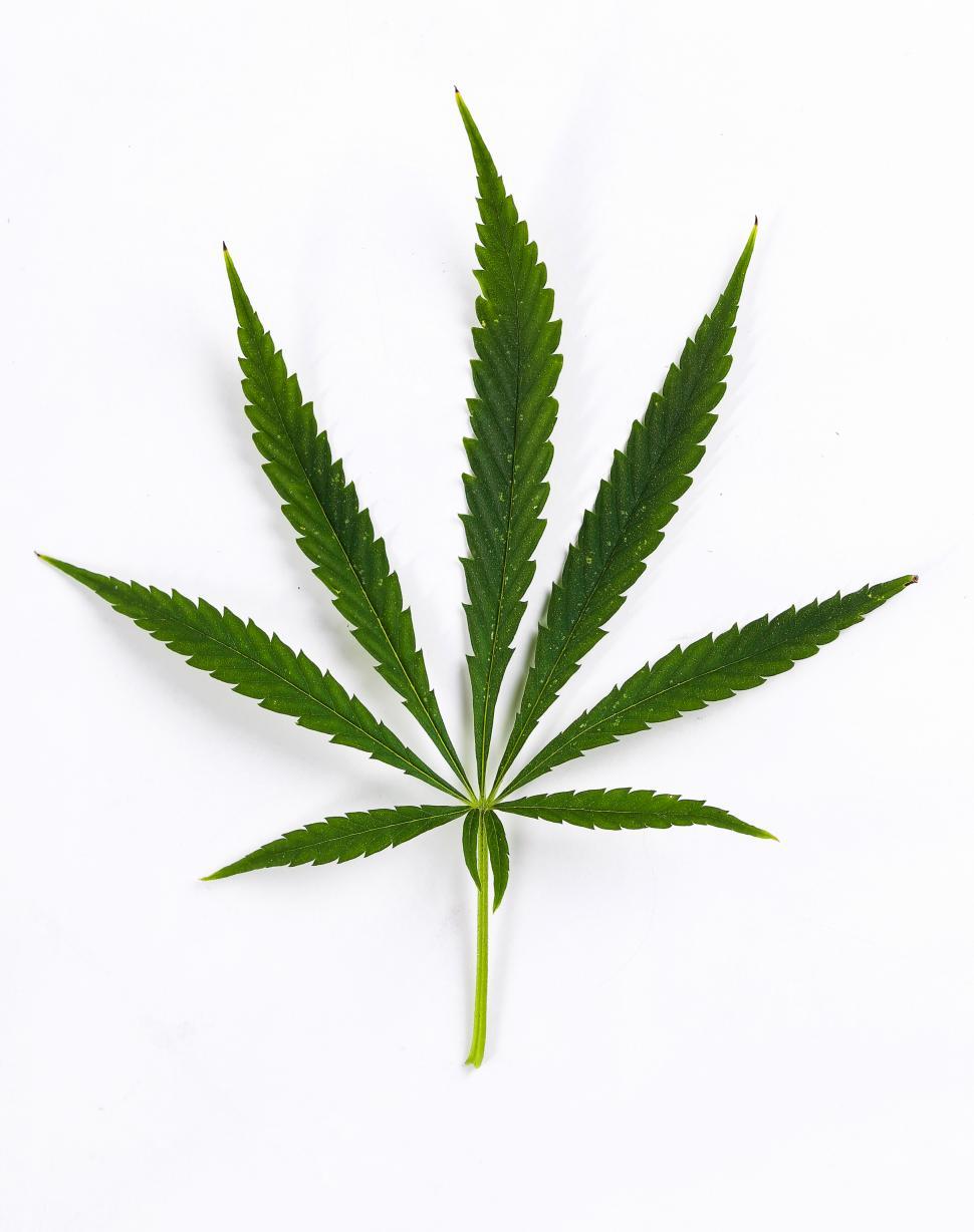Free Image of One single Cannabis Leaves - Sativa 