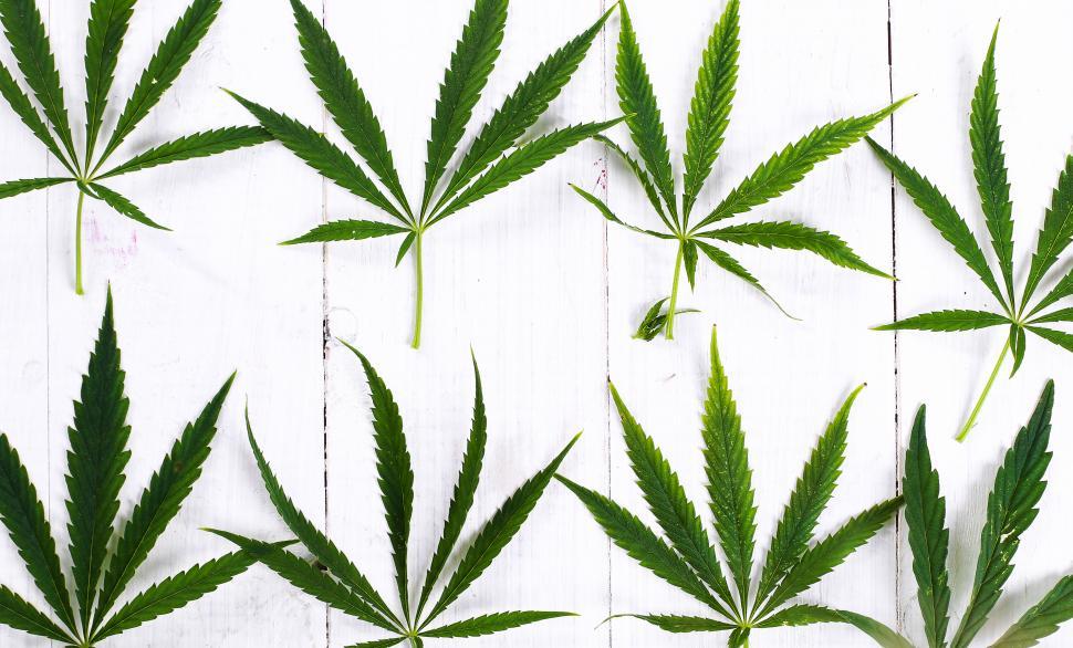 Free Image of Cannabis sativa leaves laid out on white wooden background 