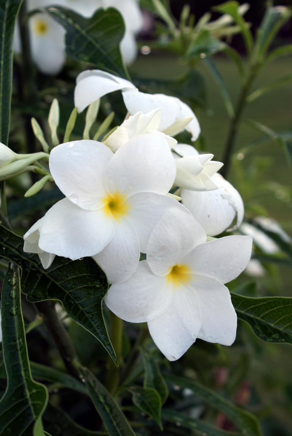 Free Image of The white flower II 