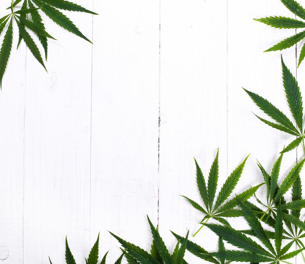 Free Image of Cannabis leaves framing open copyspace 