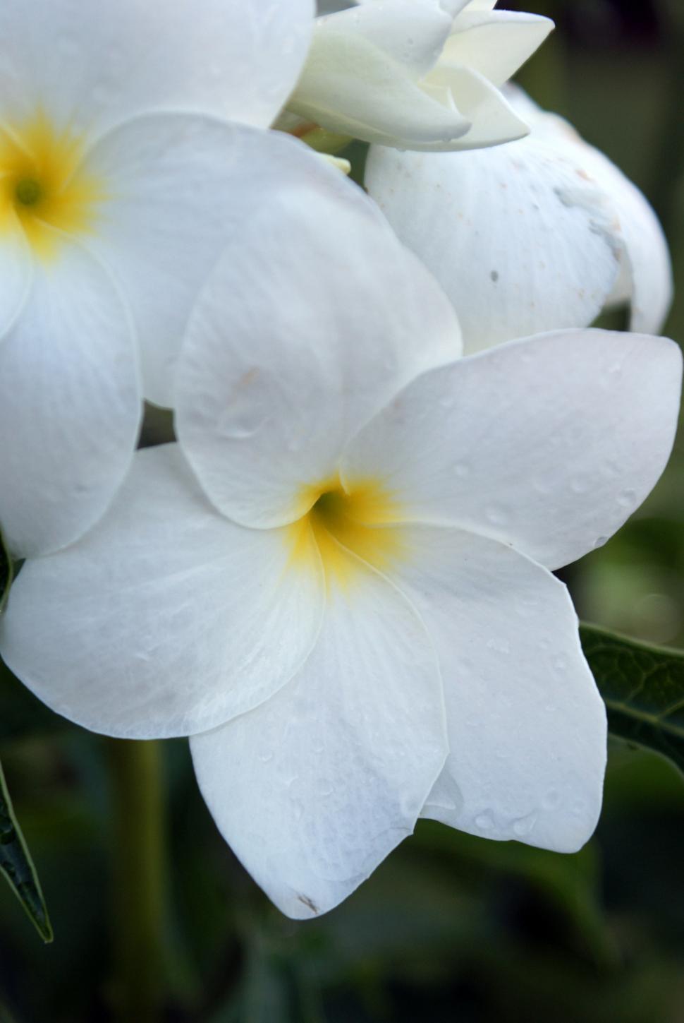 Free Image of The white flower 
