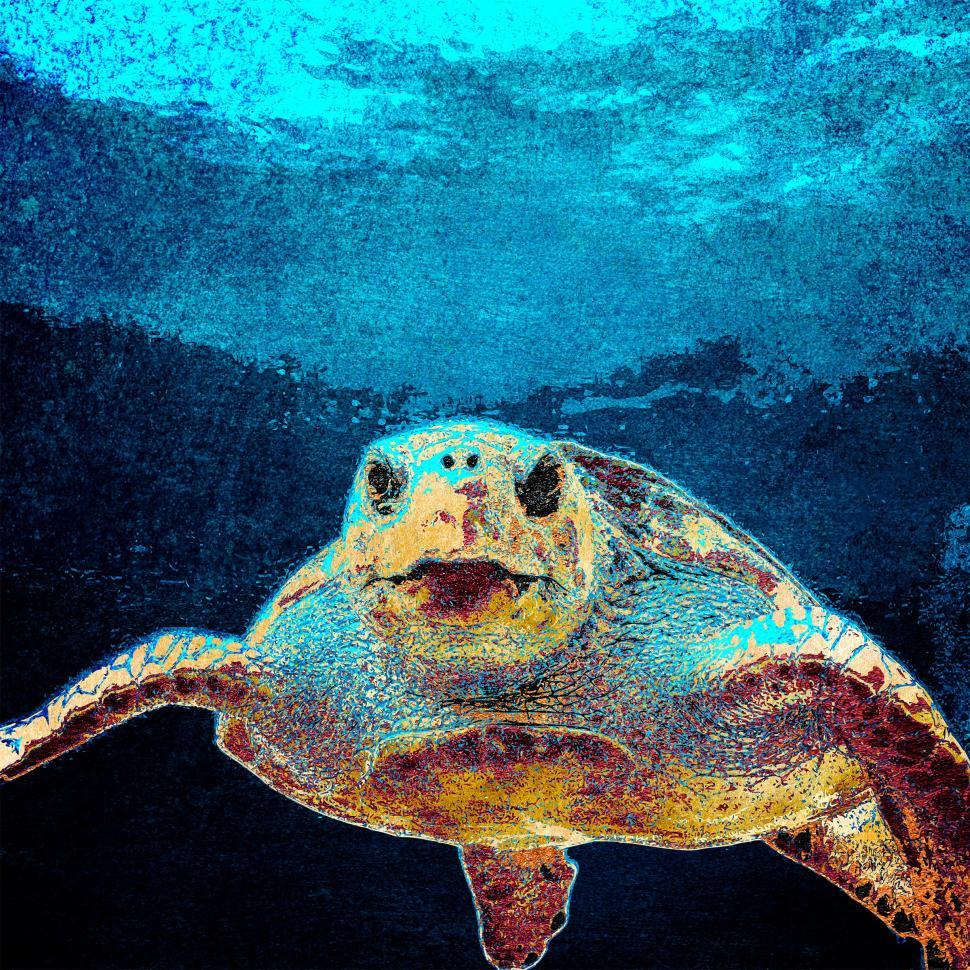 Free Image of Texturized Sea Turtle  