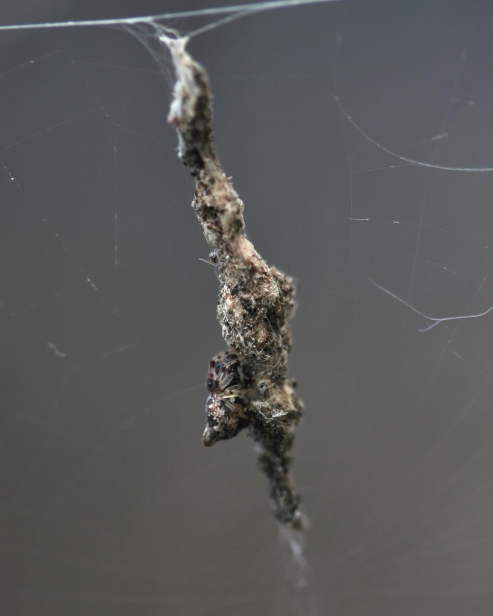 Free Image of Camouflaged Spider 