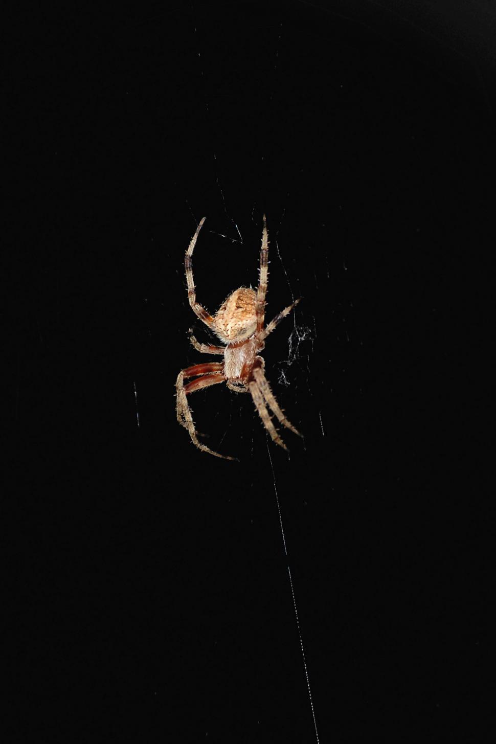 Free Image of Spider in the Dark 