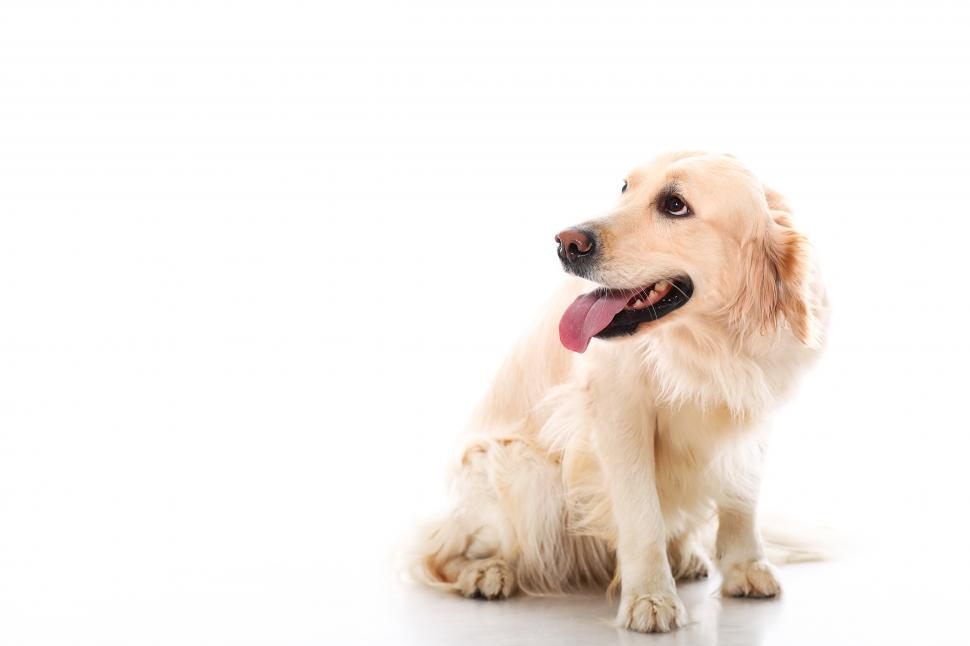 Free Image of Cute retriever puppy on white background 