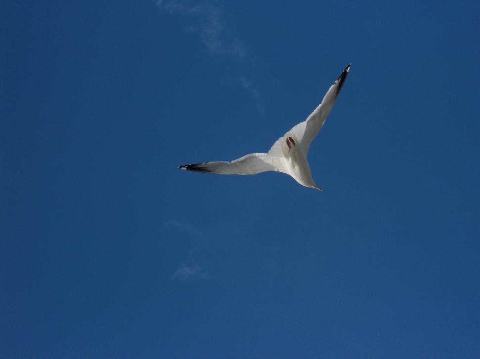 Free Image of Seagull Soaring in Clear Blue Sky 