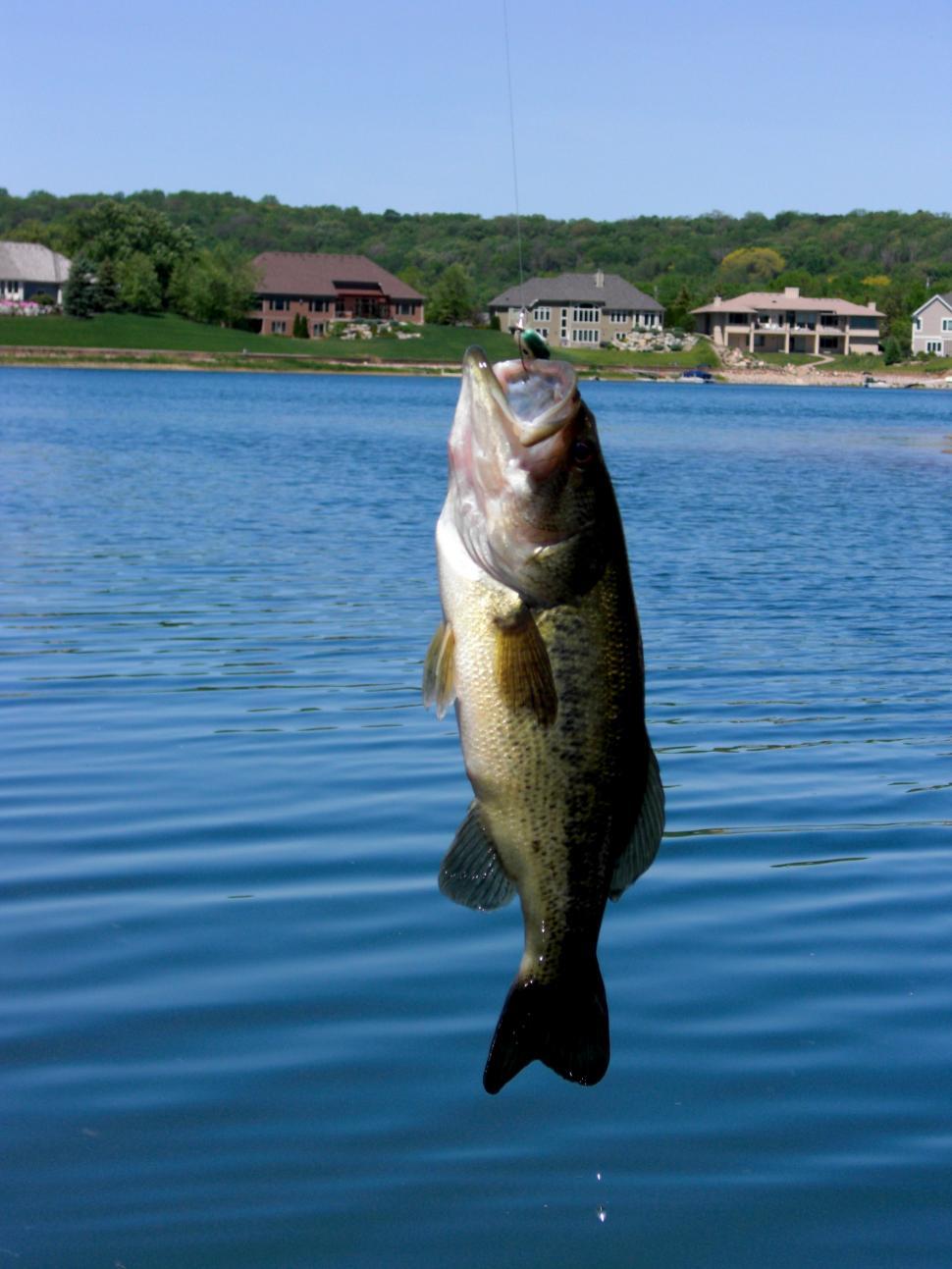 Free Image of Large Fish Hanging From Hook in Water 