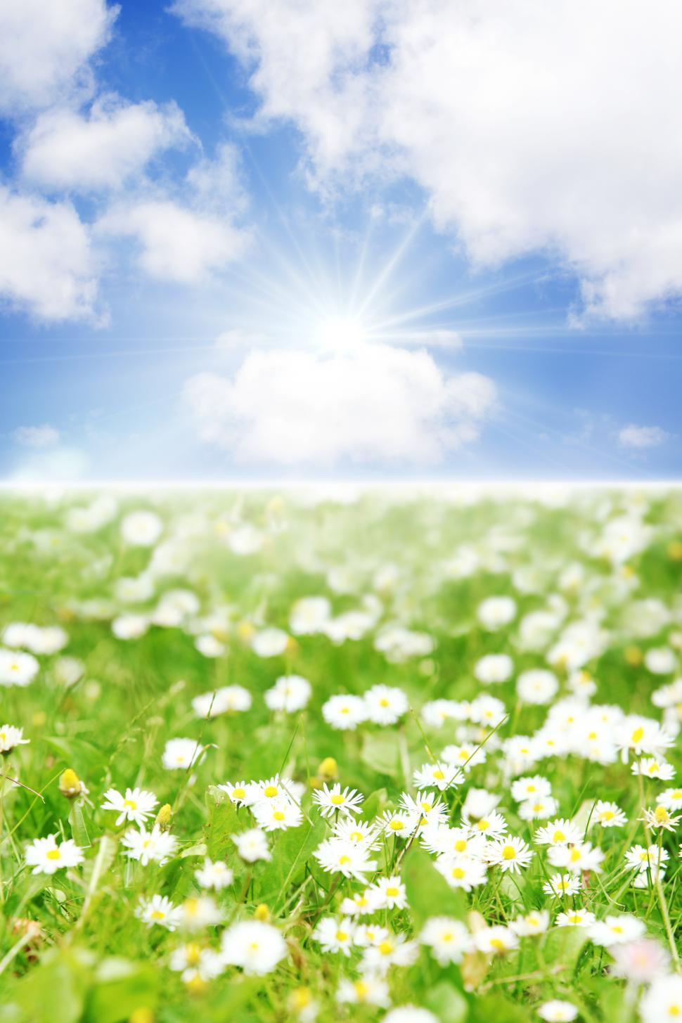 Free Image of Beautiful bright spring background 