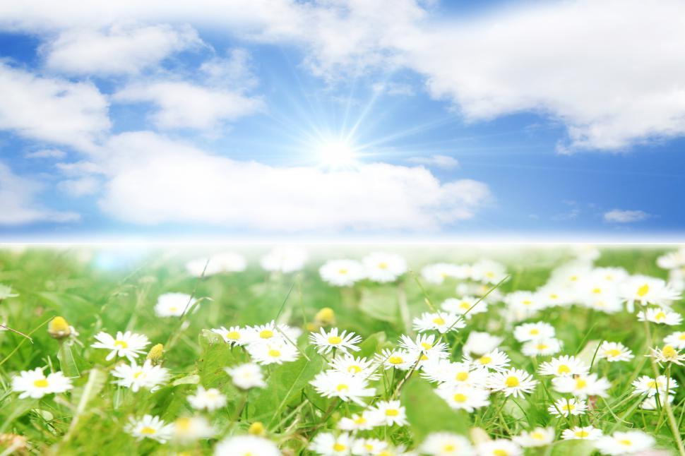 Free Image of Bright spring background - blue sky, green grass, white flowers 