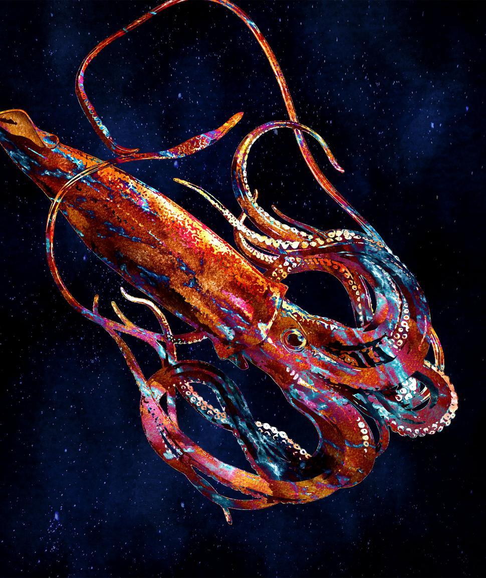 Free Image of Colorful Squid - Deep Sea Creature 
