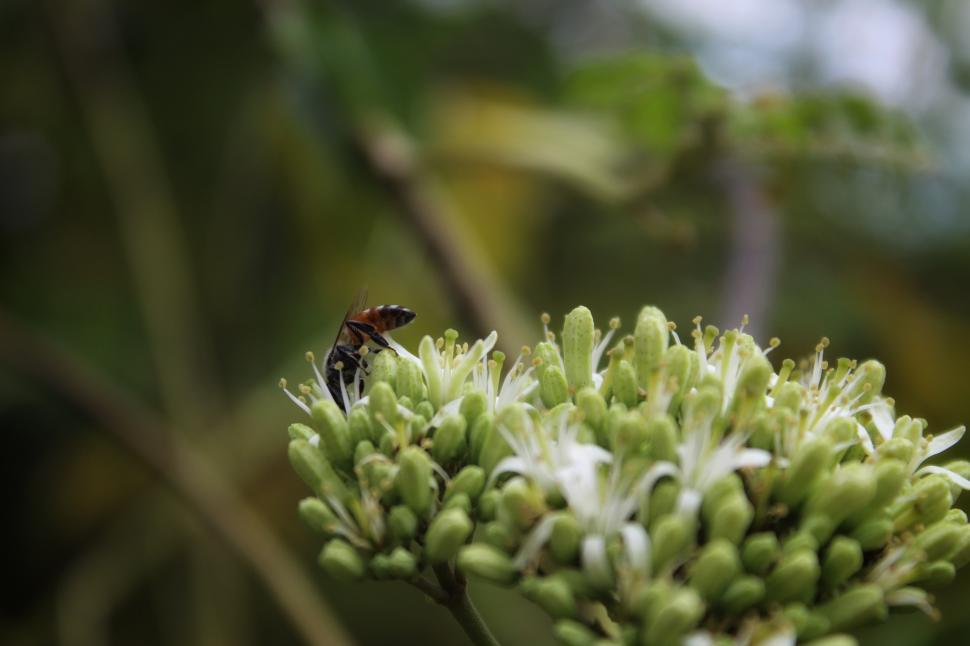 Free Image of Bees collect nectar from laurel flowers  