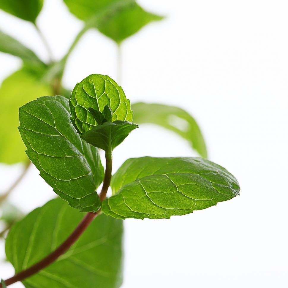 Free Image of Peppermint leaves, white background 