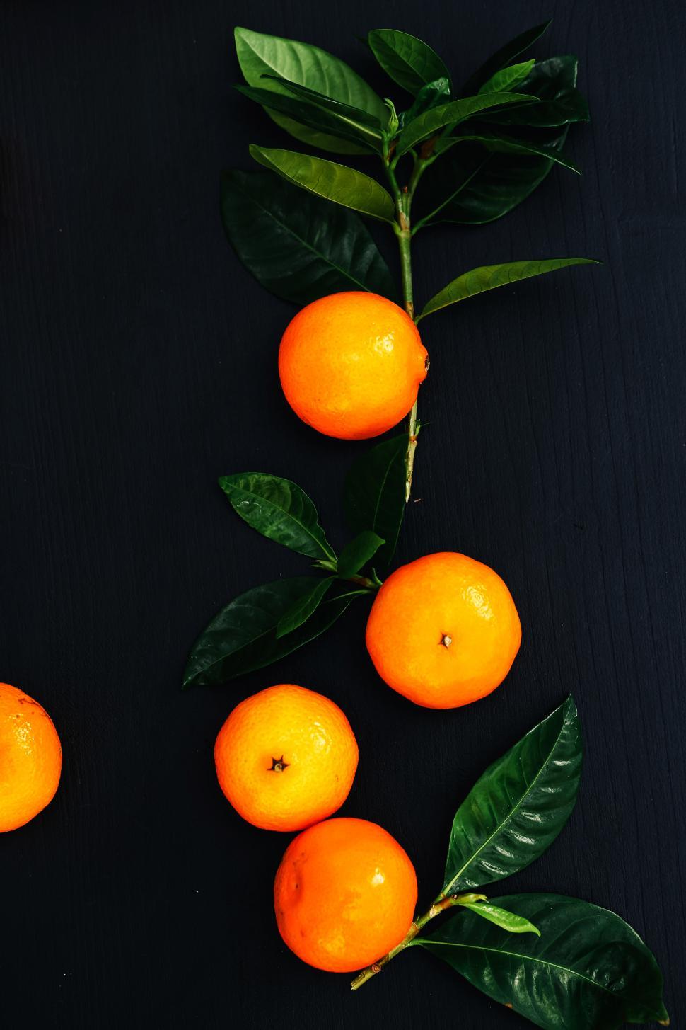 Free Image of Delicious mandarin oranges on the tree, dark background 