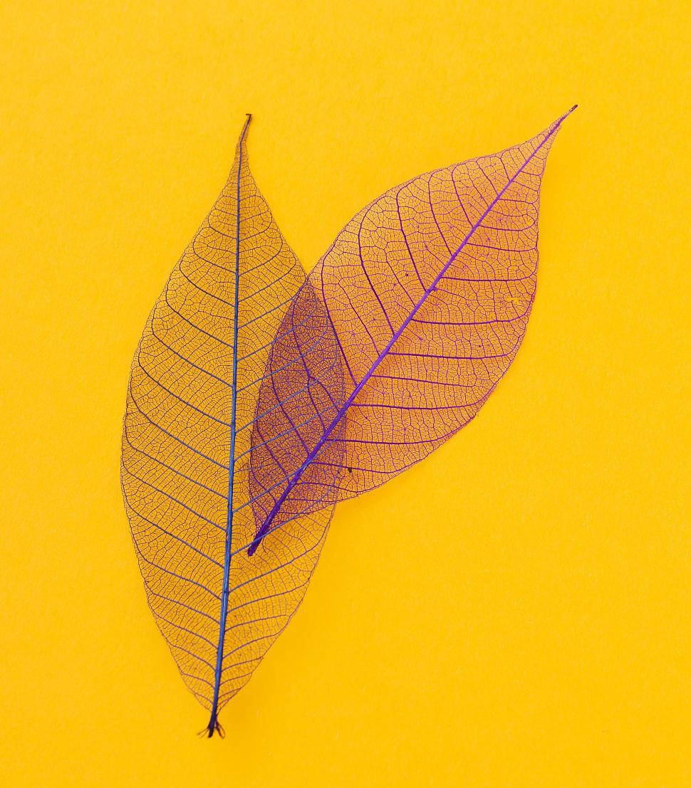 Free Image of Two leaves on the table - delicate transparency  