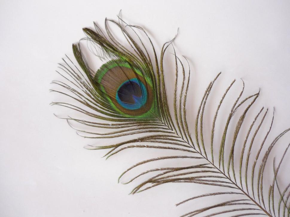 Free Image of Close Up of a Peacock Feather on White Background 