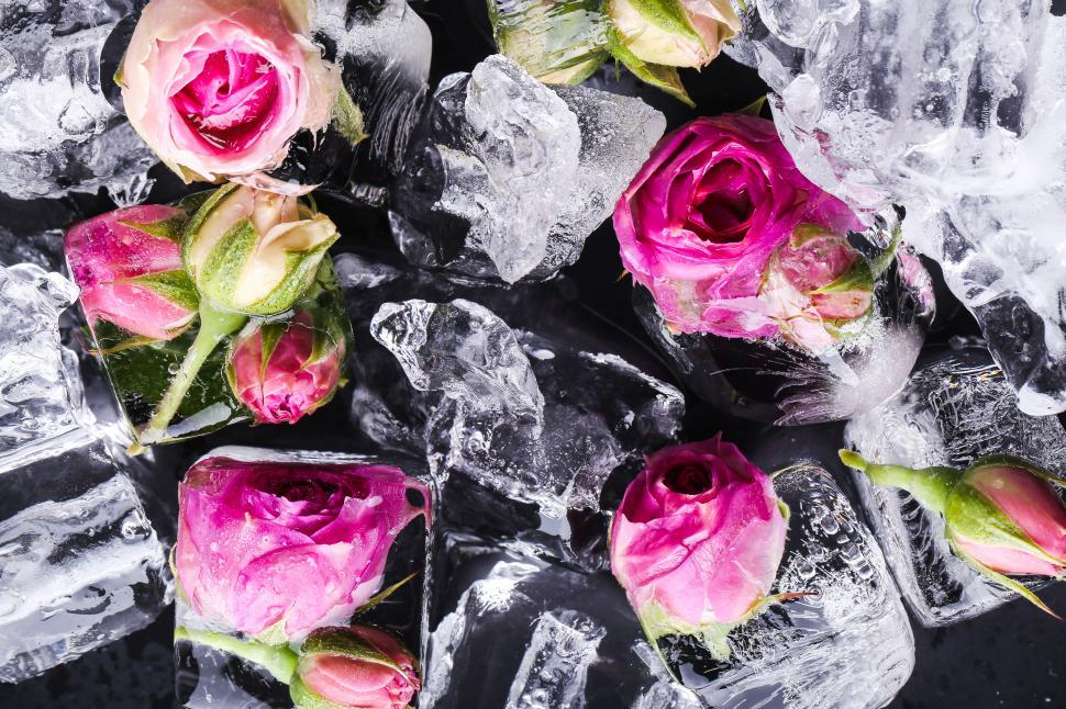 Free Image of Frozen roses melting out of ice cubes 