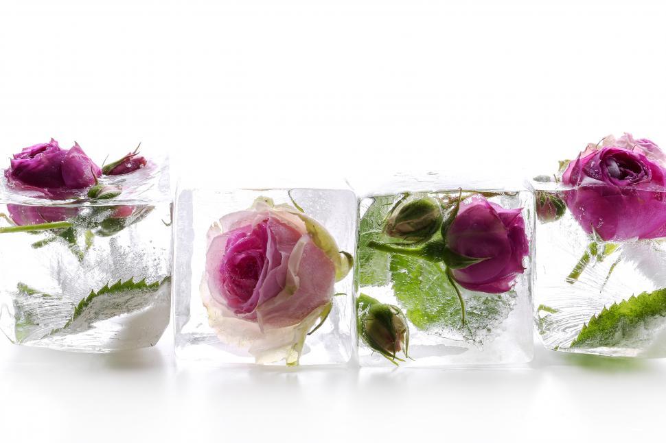 Free Image of Roses frozen into small ice cubes on white background 