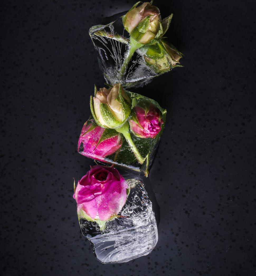Download Free Stock Photo of Flowers frozen into ice cubes on black background 