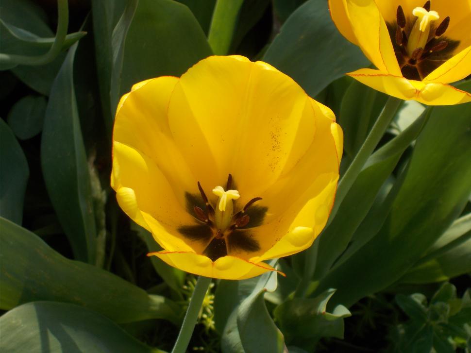 Free Image of Yellow tulip 