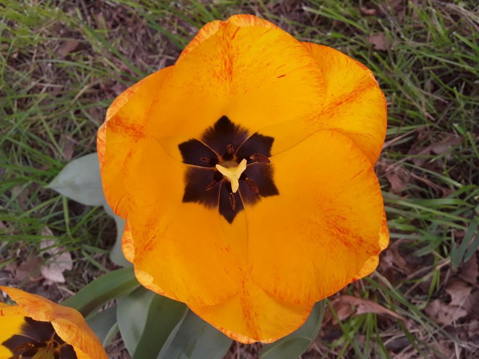 Free Image of Open yellow tulip blooms 