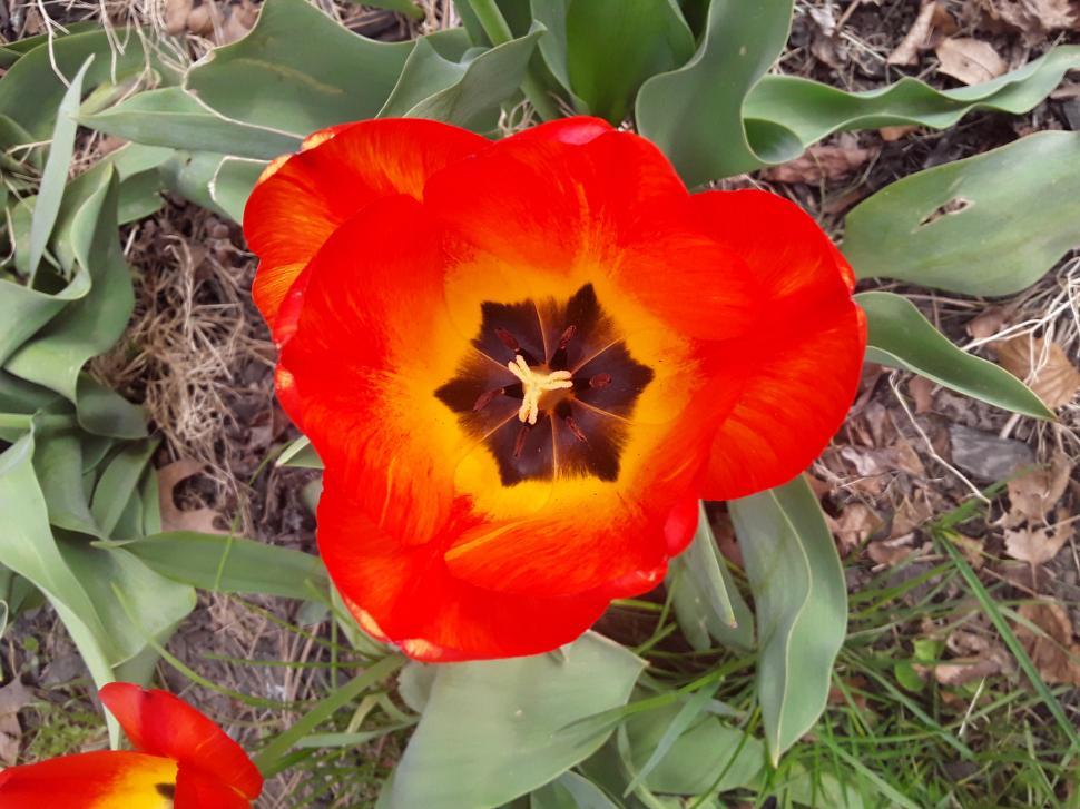Free Image of Beautiful Red Tulip Bloom   