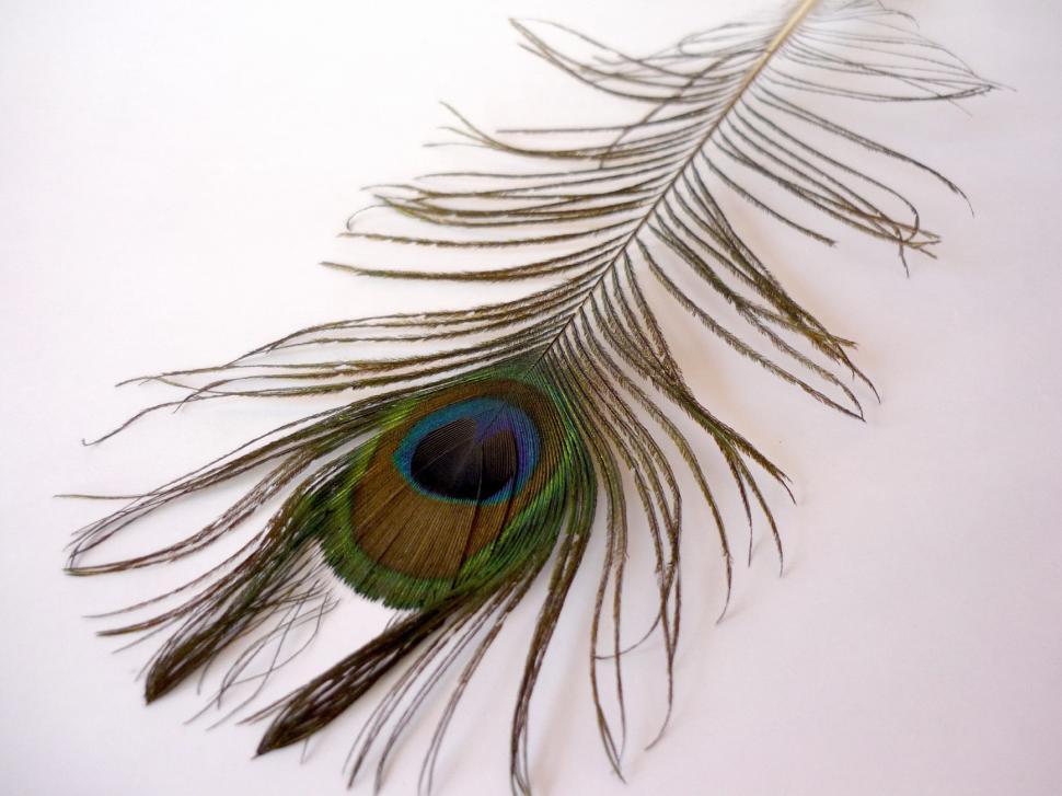 Free Image of Close Up of a Peacock Feather on White Surface 