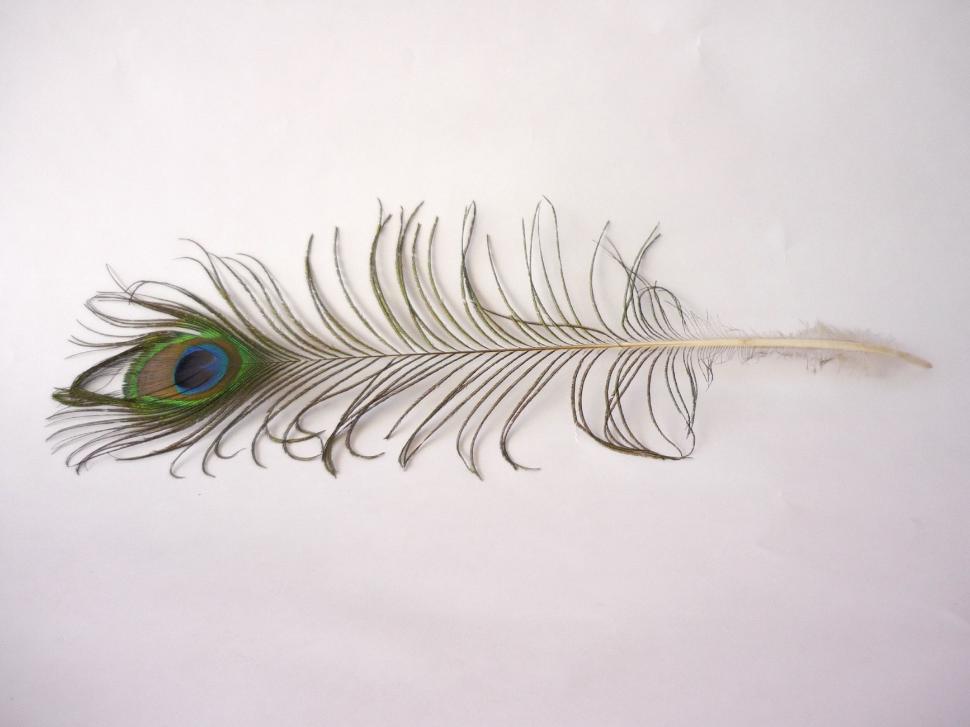 Free Image of Peacock Feather 