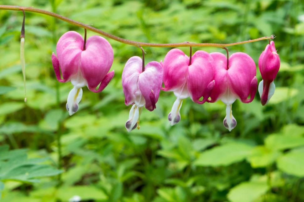 Free Image of Bleeding Heart with Pink and White Flowers 