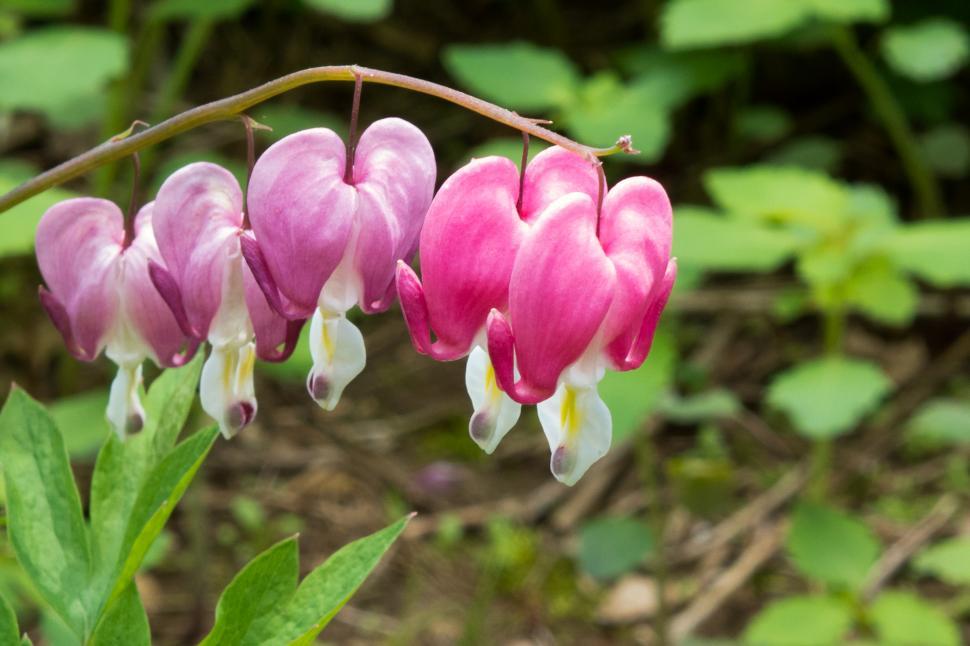Free Image of Pink and White Bleeding Heart Flowers 