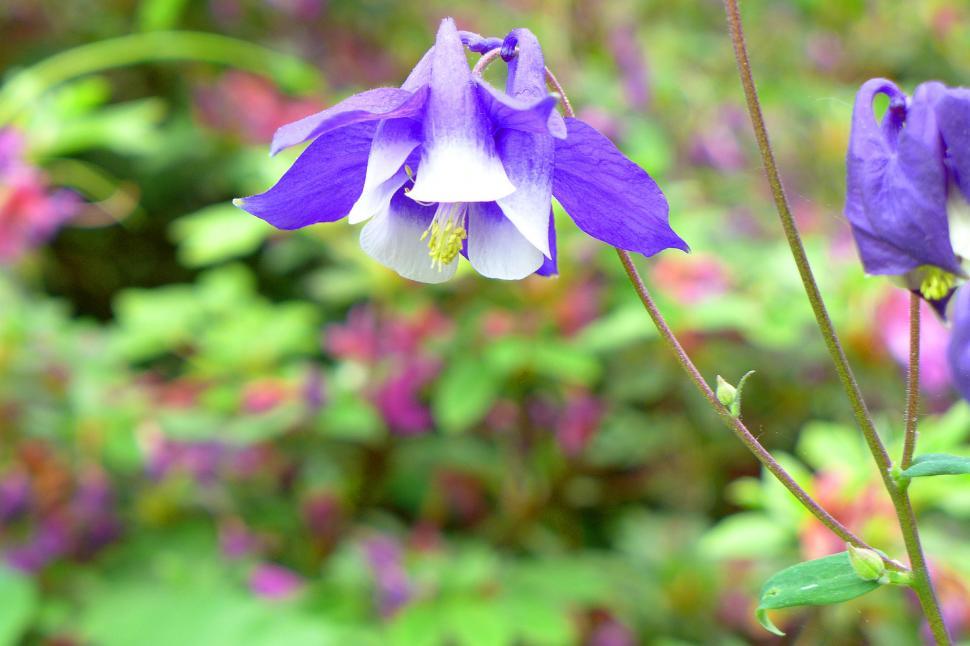 Free Image of Single Blue and White Columbine Flower 