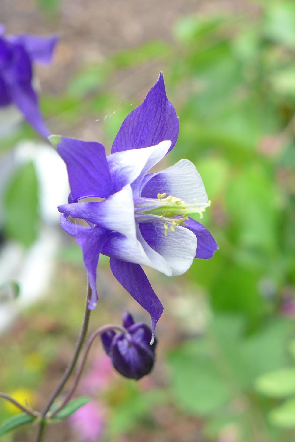 Free Image of Blue and White Columbine Bloom 