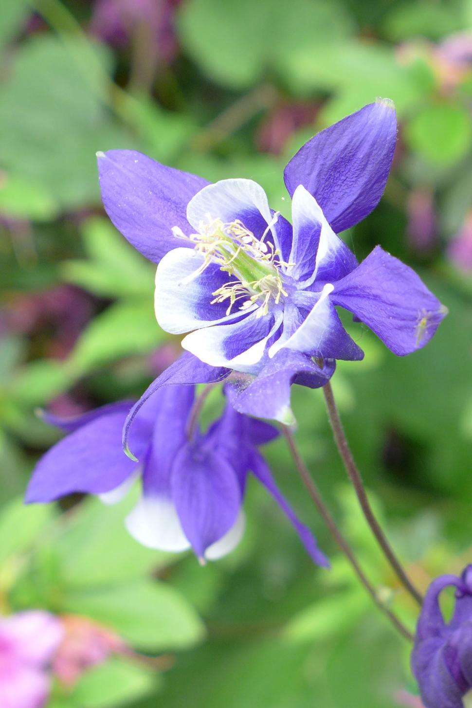 Free Image of Blue and White Columbine Flower Bloom 
