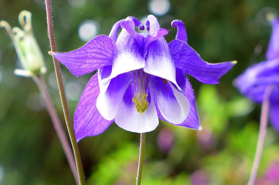 Free Image of Blue and White Columbine Flower Close-Up 