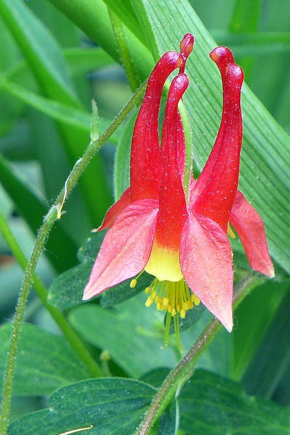Free Image of One Red Columbine Flower 