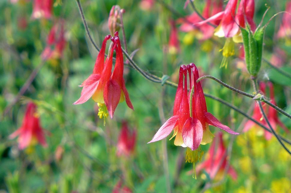 Free Image of Columbines With Red Flowers 