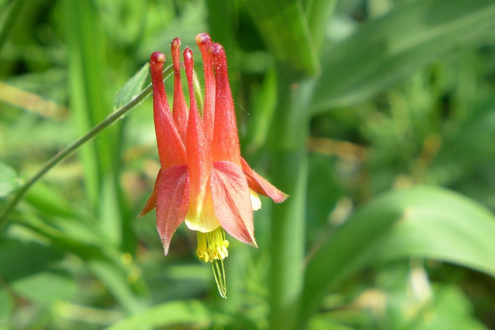 Free Image of Red Columbine Flower 