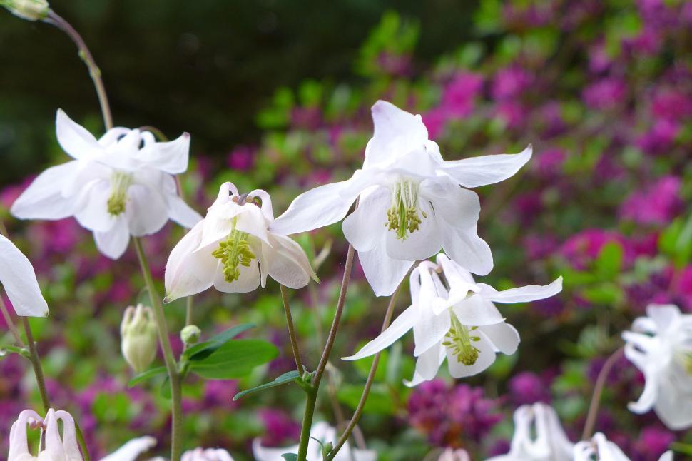 Free Image of Row of White Columbine Flowers 