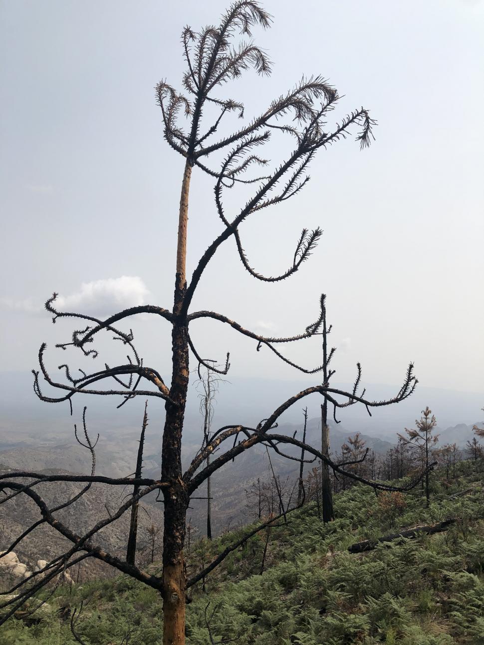 Free Image of Burned Tree 