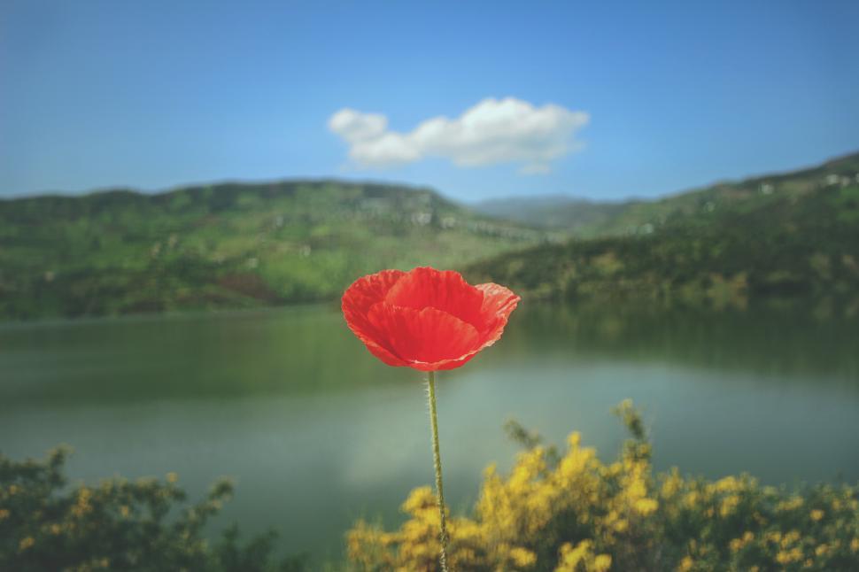 Free Image of Red flower and lake 