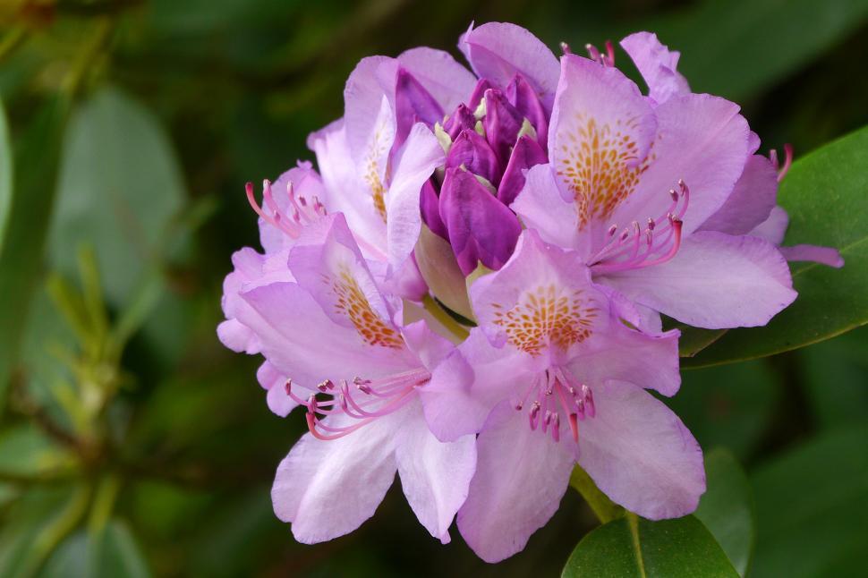 Free Image of Rhododendron Pink Flower Cluster 