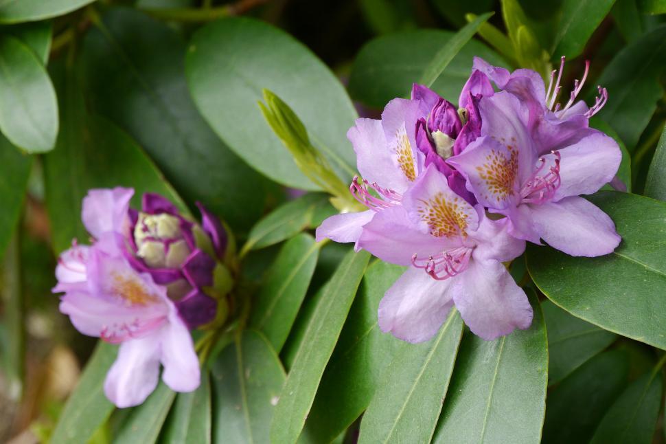 Free Image of Two Clusters of Pink Rhododendron Blooms 