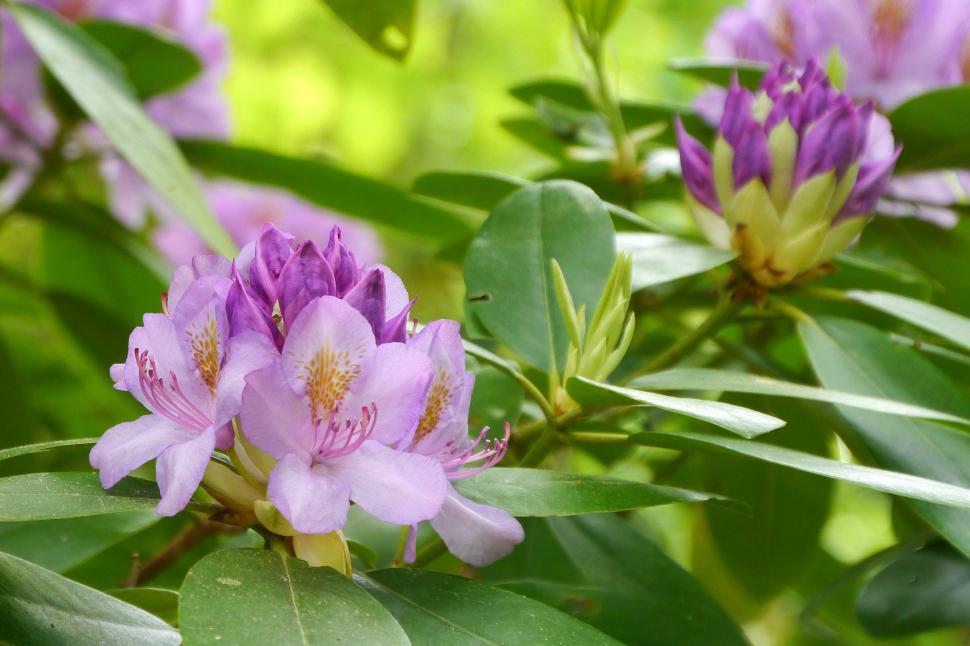 Free Image of Rhododendron Blooms and Leaves 