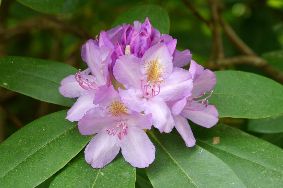 Free Image of Pink Rhododendron Flowers and Buds on Green Leaves 