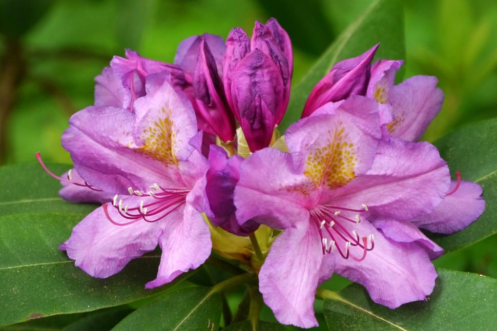 Free Image of Pink Rhododendron Flower Blooms 