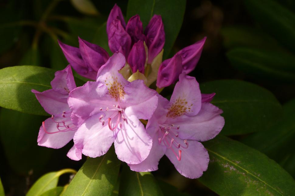 Free Image of Pink Rhododendron Flowers Partially Shaded 