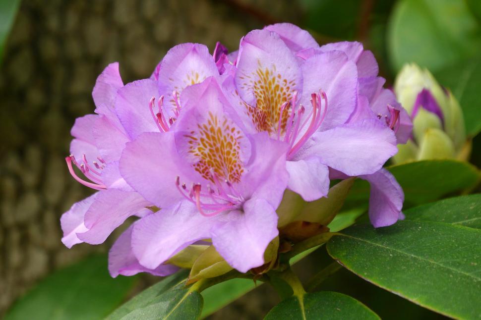 Free Image of Pink Rhododendron Flowers and Buds 