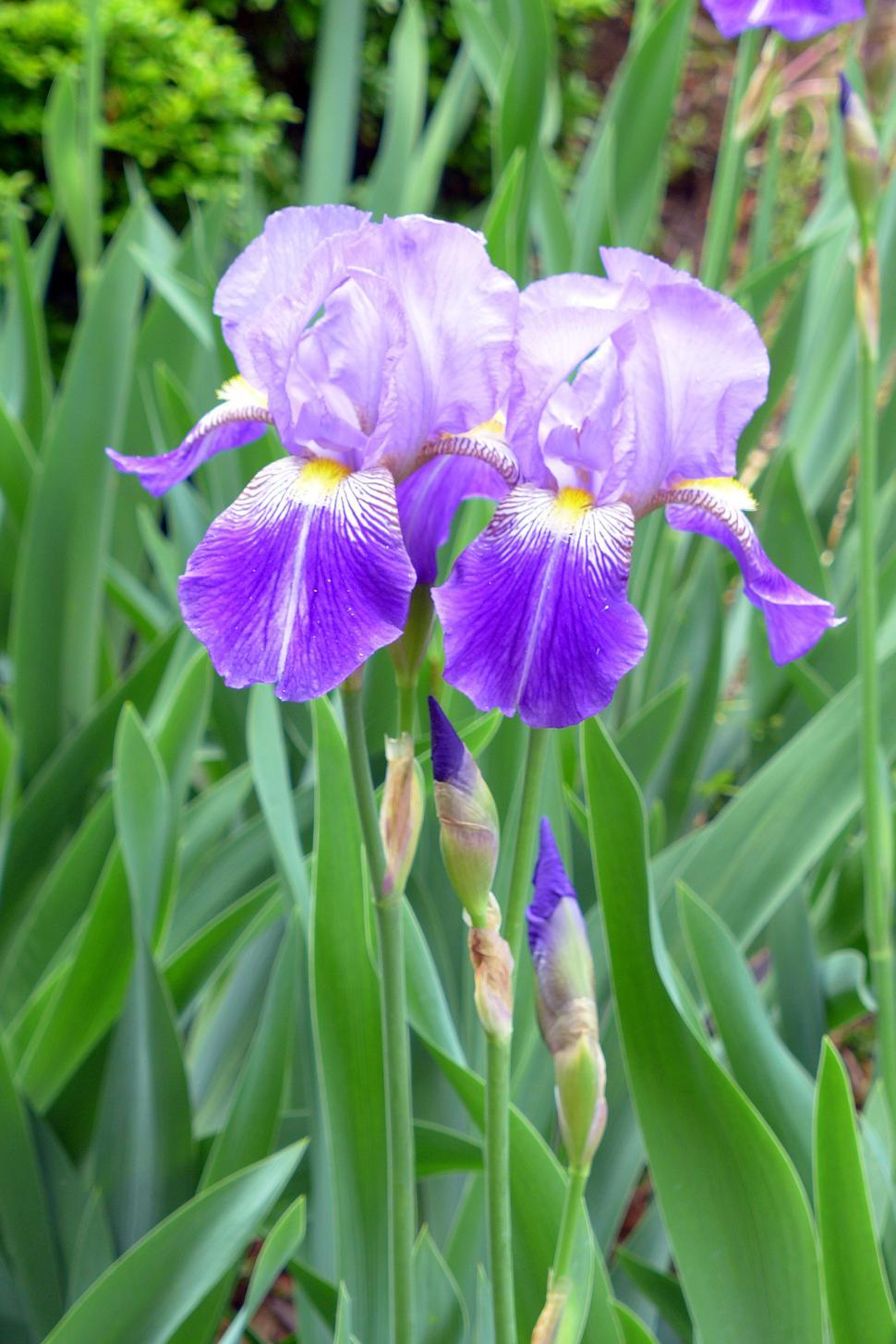 Free Image of Pair of Purple Iris Flowers 