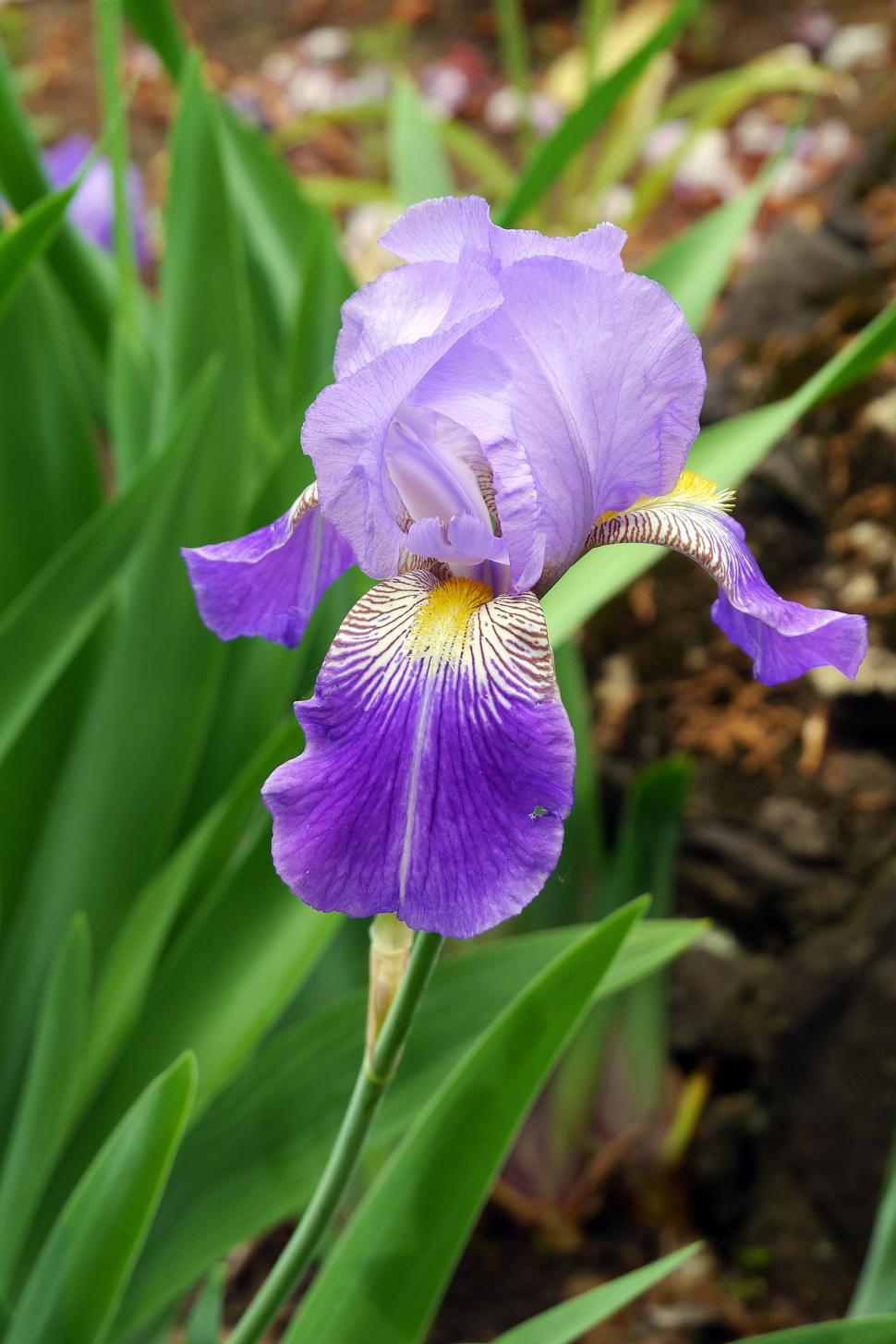 Free Image of Single Purple Iris Flower 